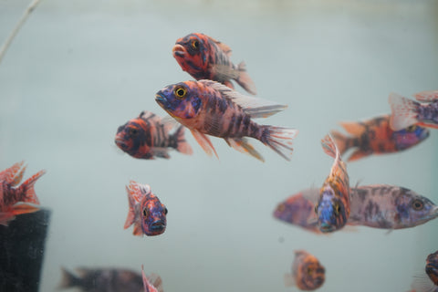 O.B Peacock African Cichlid Size 3”