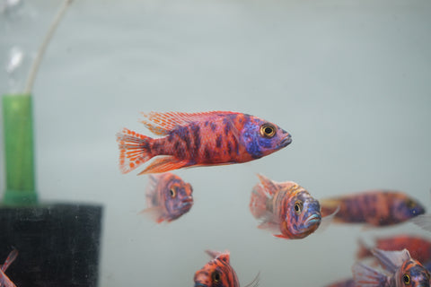 O.B Peacock African Cichlid Size 3”