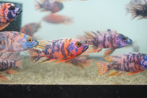 O.B Peacock African Cichlid Size 3”