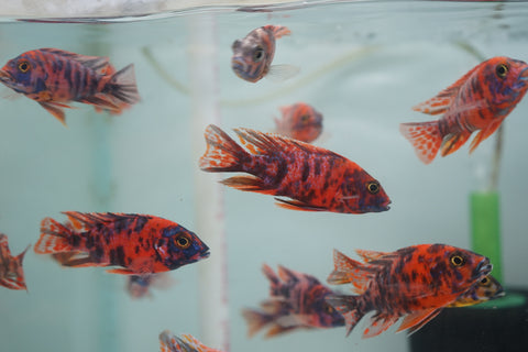 O.B Peacock African Cichlid Size 3”