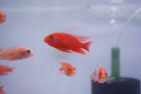 Strawberry Peacock African Cichlid Size 3”