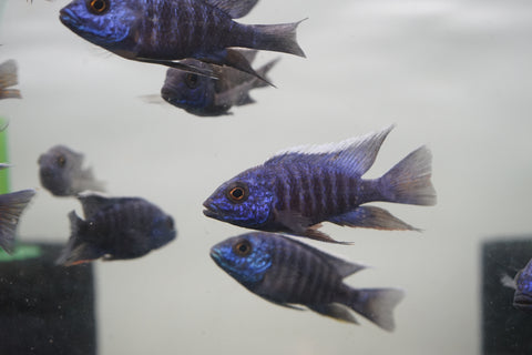 MBenji Blue African Cichlid Size 3”