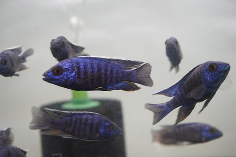 MBenji Blue African Cichlid Size 3”