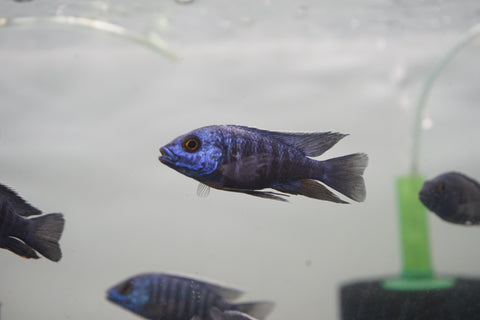 MBenji Blue African Cichlid Size 3”