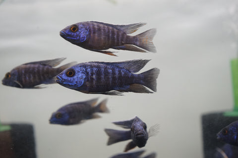 MBenji Blue African Cichlid Size 3”