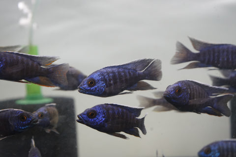 MBenji Blue African Cichlid Size 3”