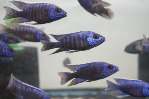 MBenji Blue African Cichlid Size 3”