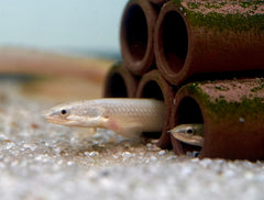 Senegal Bichir Fish Size 4"