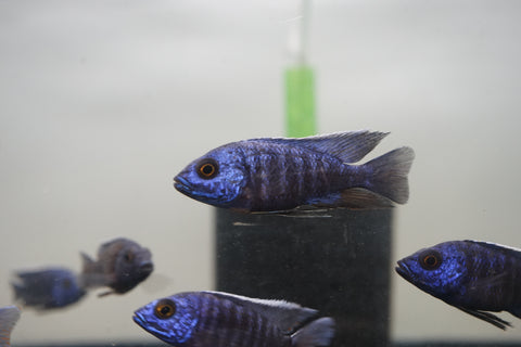 MBenji Blue African Cichlid Size 3”