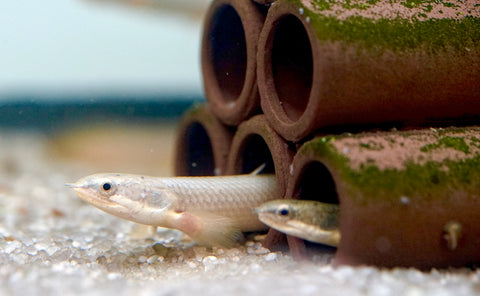 Senegal Bichir Fish Size 4"