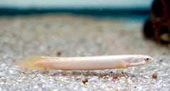 Senegal Bichir Fish Size 4"