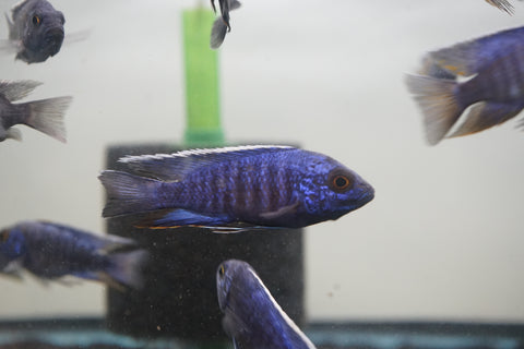 MBenji Blue African Cichlid Size 3”