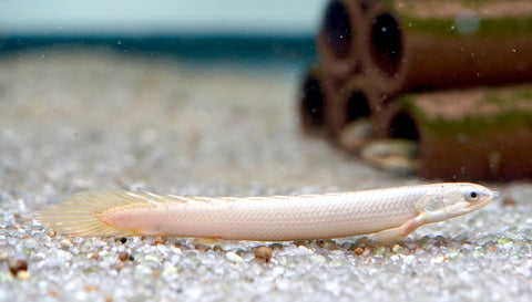 Senegal Bichir Fish Size 4"