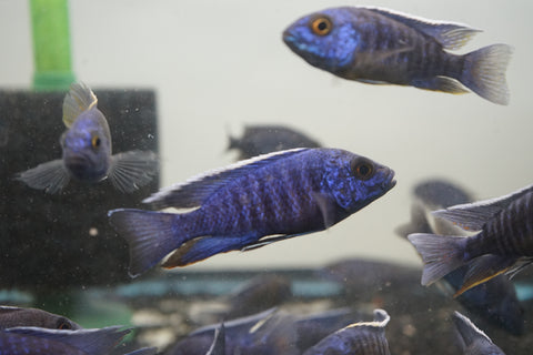 MBenji Blue African Cichlid Size 3”