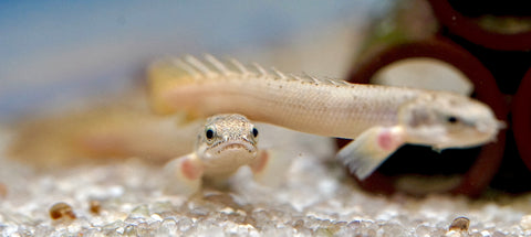 Senegal Bichir Fish Size 4"