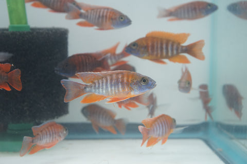 Red Jacob African Cichlid Size 3”