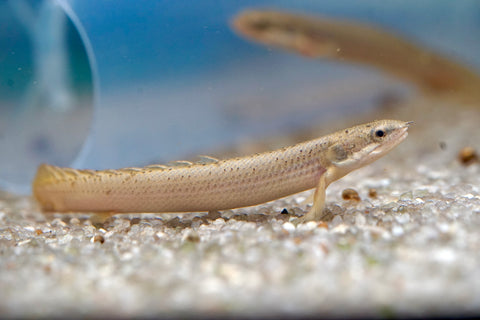 Senegal Bichir Fish Size 4"