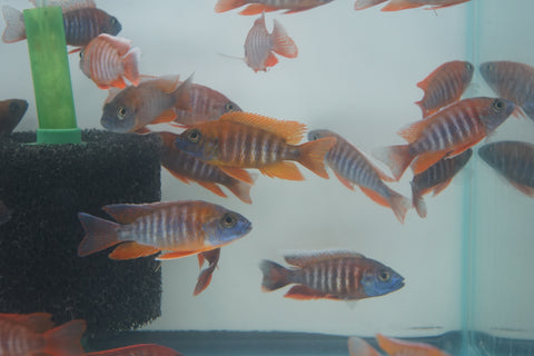 Red Jacob African Cichlid Size 3”