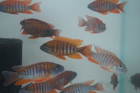 Red Jacob African Cichlid Size 3”