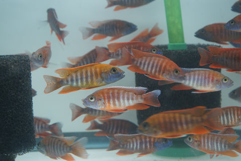 Red Jacob African Cichlid Size 3”