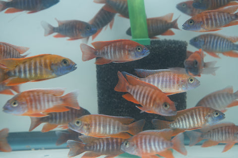 Red Jacob African Cichlid Size 3”