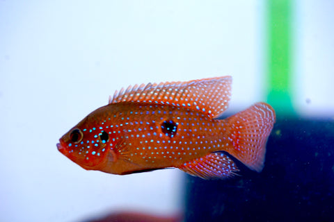 Blood Jewel Cichlid size 2.2"