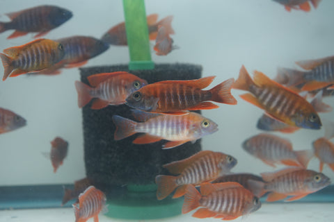 Red Jacob African Cichlid Size 3”