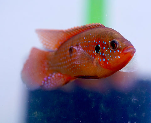 Blood Jewel Cichlid size 2.2"