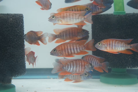 Red Jacob African Cichlid Size 3”