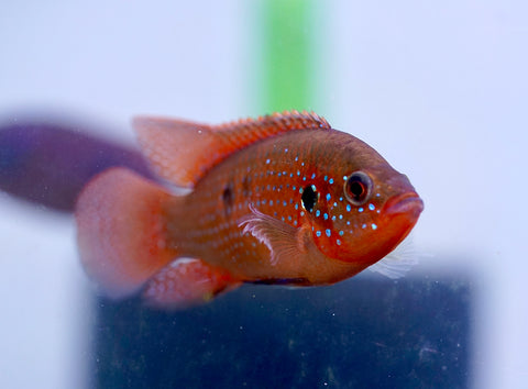 Blood Jewel Cichlid size 2.2"