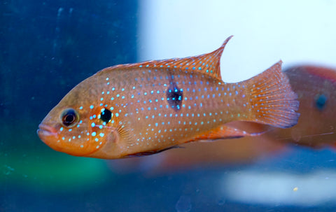 Blood Jewel Cichlid size 2.2"