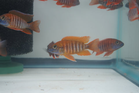 Red Jacob African Cichlid Size 3”