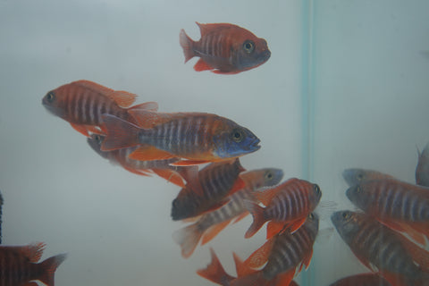 Red Jacob African Cichlid Size 3”