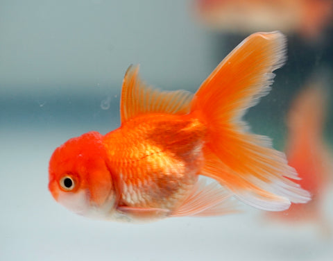 Red Thai Oranda (Random Picks) size 2.5"