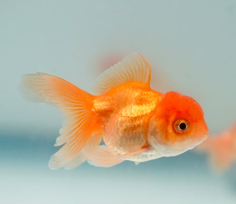 Red Thai Oranda (Random Picks) size 2.5"