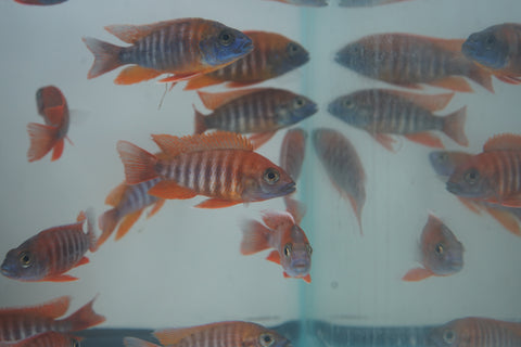 Red Jacob African Cichlid Size 3”