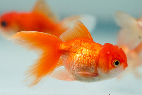 Red Thai Oranda (Random Picks) size 2.5"