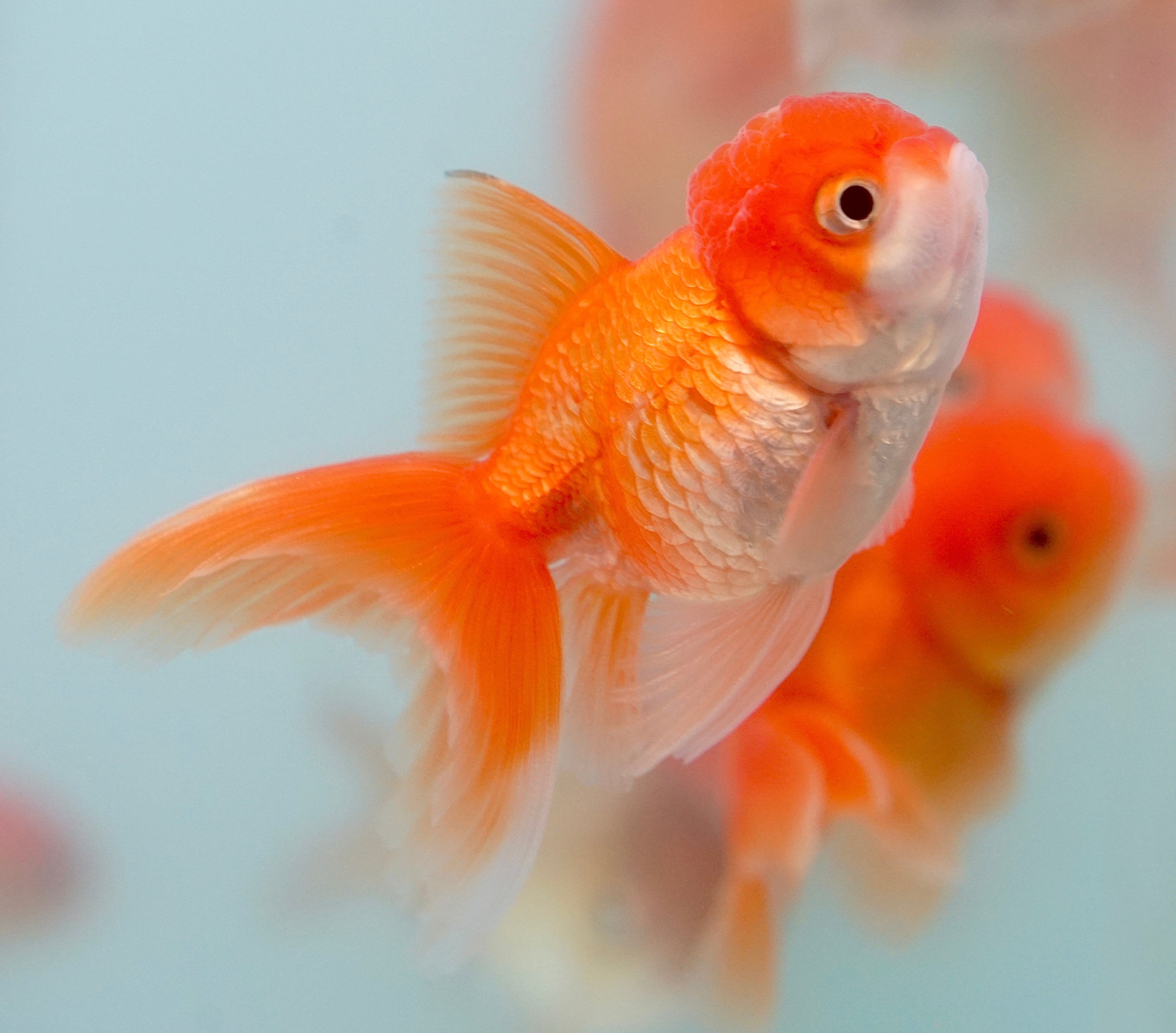 Live Baby Thai Oranda Goldfish - Red & White - 2-3 Inches - FREE 2-DAY SHIPPING
