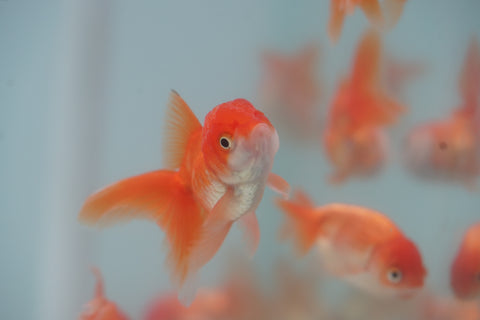 Red Thai Oranda (Random Picks) size 2.5"