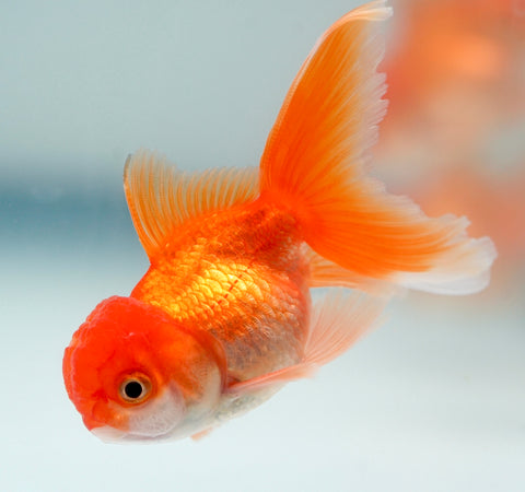 Red Thai Oranda (Random Picks) size 2.5"