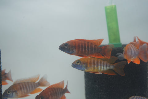 Red Jacob African Cichlid Size 3”