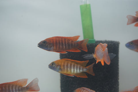 Red Jacob African Cichlid Size 3”