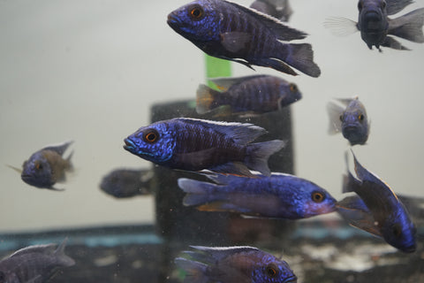 MBenji Blue African Cichlid Size 3”