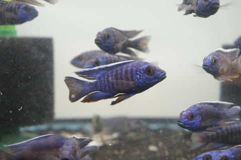 MBenji Blue African Cichlid Size 3”