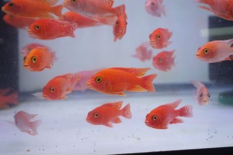 Strawberry Peacock African Cichlid Size 3”