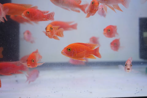 Strawberry Peacock African Cichlid Size 3”