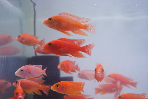 Strawberry Peacock African Cichlid Size 3”