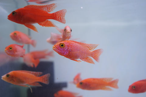 Strawberry Peacock African Cichlid Size 3”