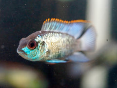 Blue Acura South American Cichlid Live Fish (Size 1.8"-2")
