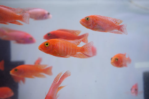 Strawberry Peacock African Cichlid Size 3”